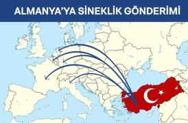 Almanya’ya Sineklik Gönderimi