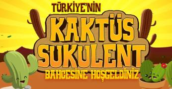 Kaktüs Sukulent